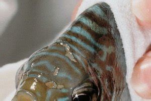 hith in fish|Hole in the Head Disease: Head & Lateral Line .